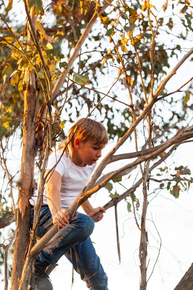 Aussie kid climbing up gum tree at sunset looking down - Australian Stock Image