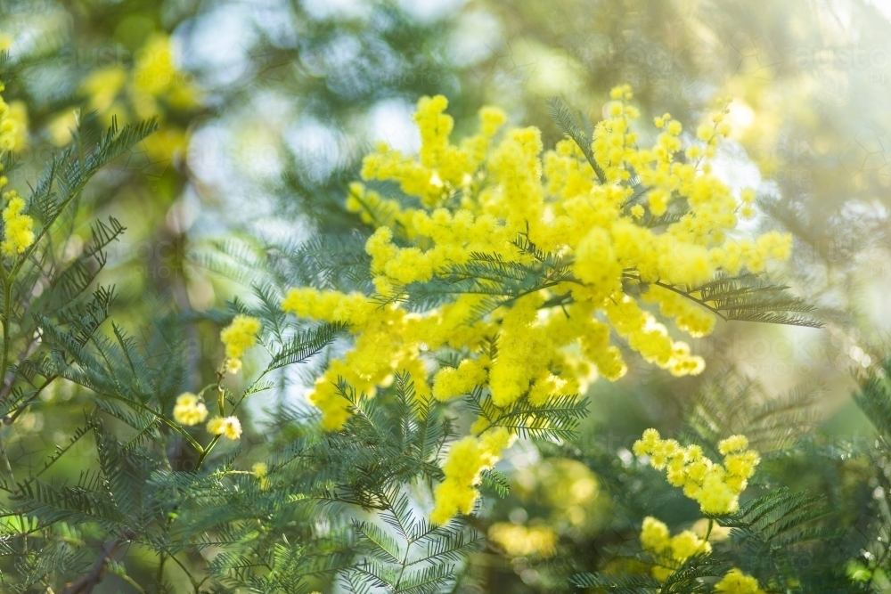 Aussie light over golden wattle flower - Australian Stock Image
