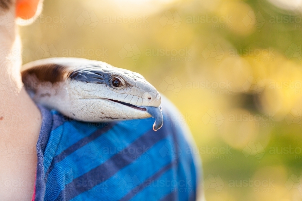 Aussie pet blue tongue lizard on boys shoulder - Australian Stock Image