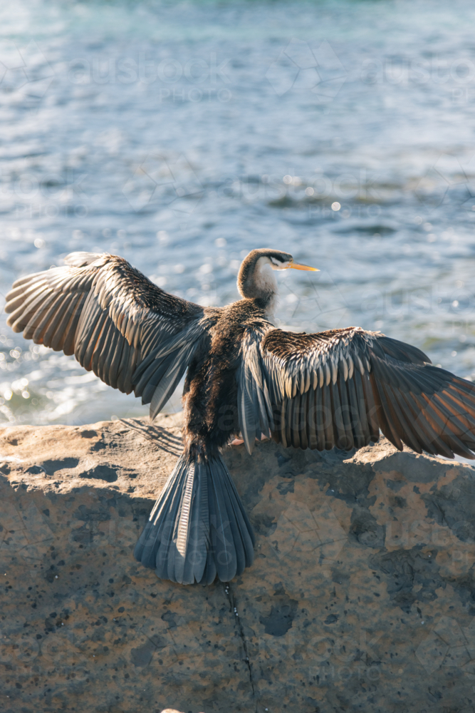 Australasian darter standing on rock with wings spread drying in the sun - Australian Stock Image