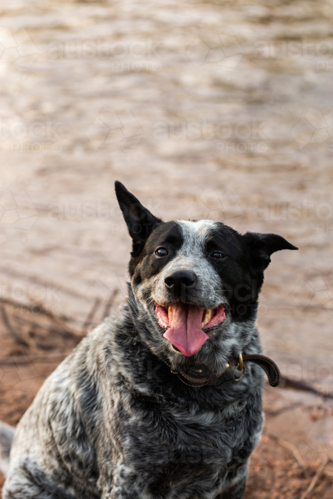 Australian blue heeler cattle dog at the edge of a river panting - Australian Stock Image