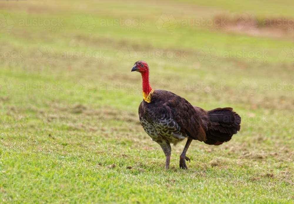 Australian brushturkey, (Alectura lathami) scrub turkey on green grass - Australian Stock Image