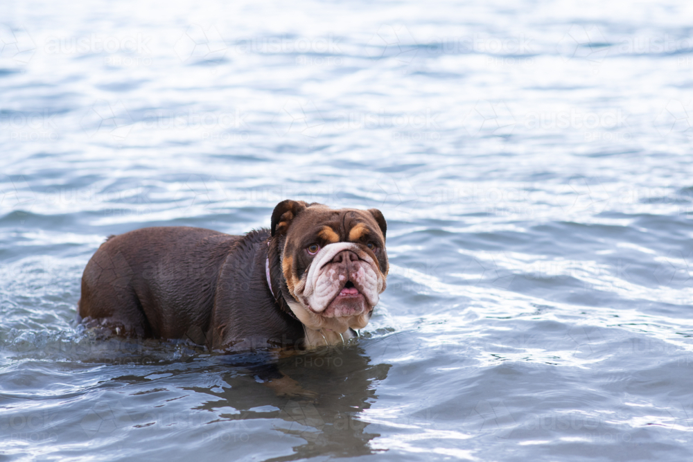 Australian Bulldog in the ocean - Australian Stock Image