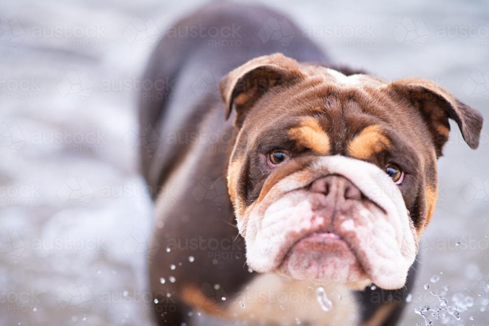 Australian Bulldog in the ocean - Australian Stock Image