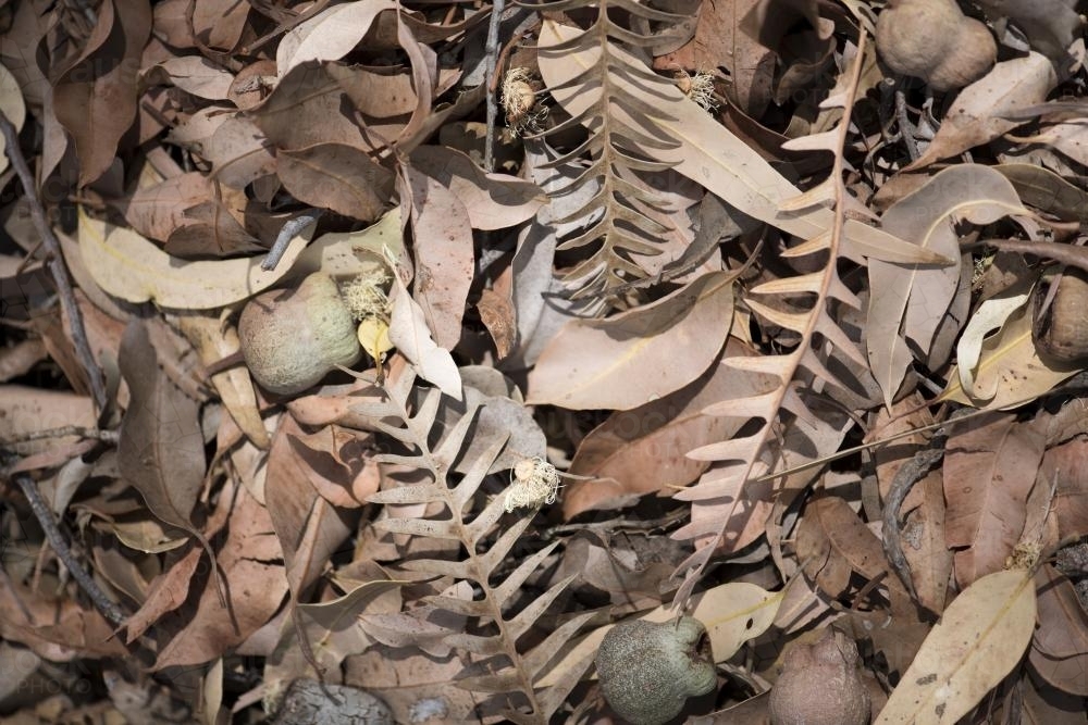 Australian bush leaves and gumnuts on forest floor - Australian Stock Image