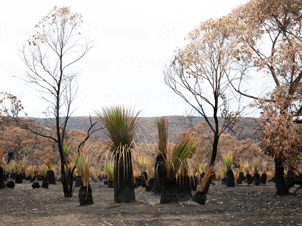 Australian Bushland Landscape After Bushfire with Regrowth and Native Eucalyptus Trees - Australian Stock Image