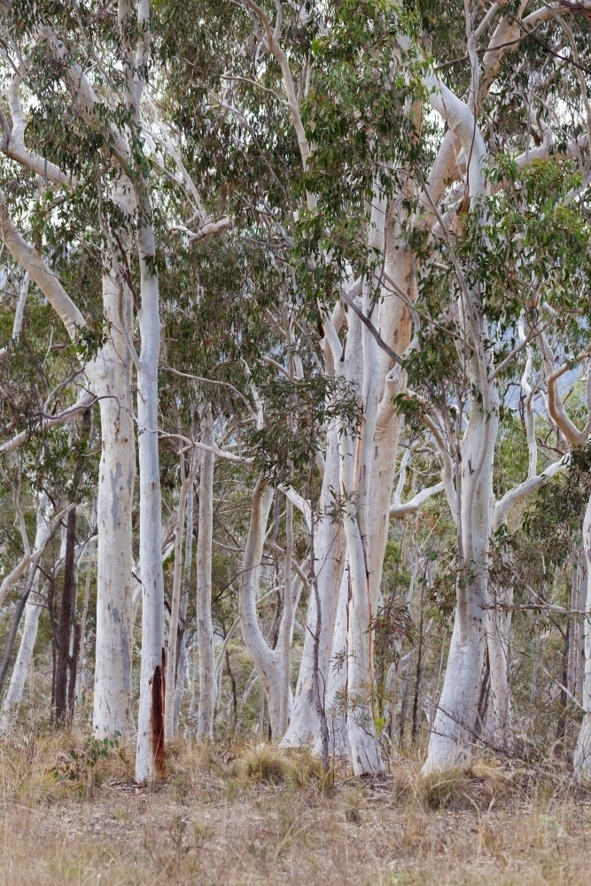 Australian bushland with scribbly gum trees - Australian Stock Image