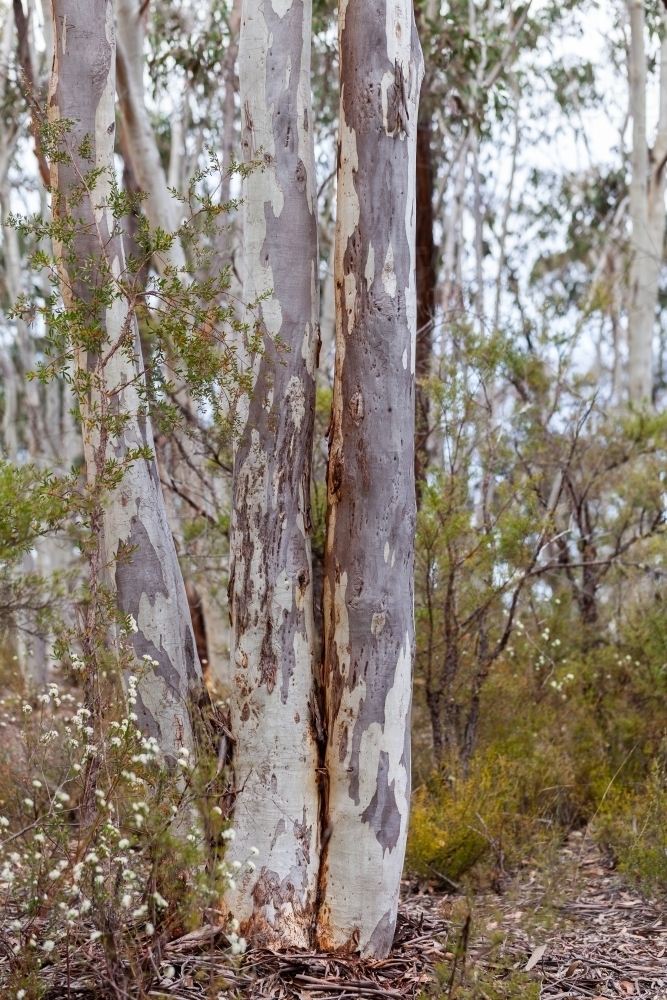 Australian bushland with scribbly gum trees - Australian Stock Image