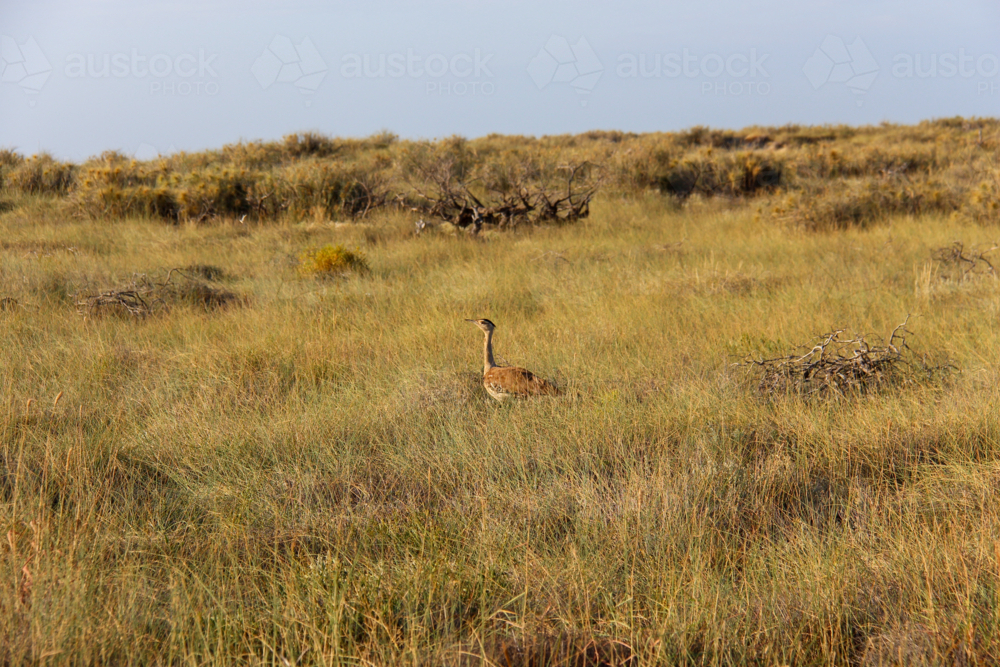 Australian Bustard (Ardeotis australis) bird standing within grassland - Australian Stock Image