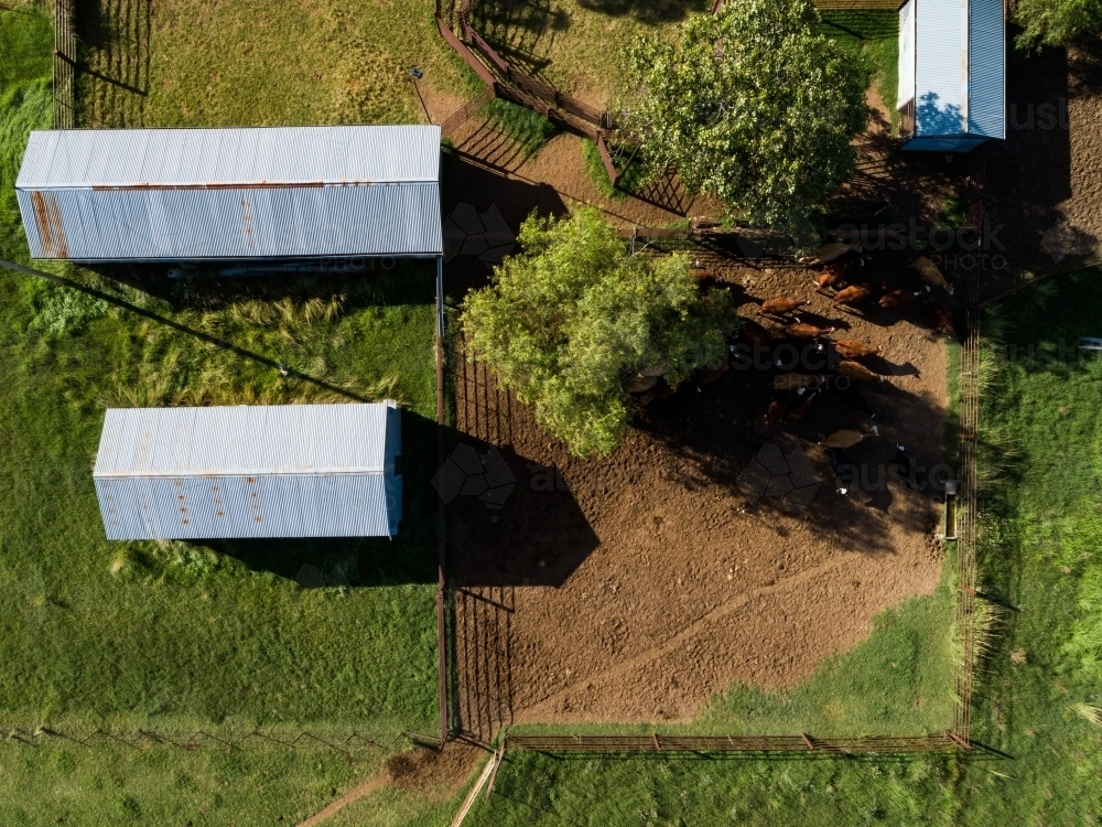 Image of Australian cattle yards seen in overhead top down aerial view ...