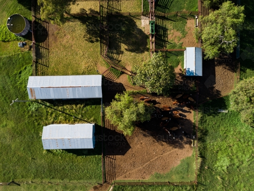 Australian cattle yards seen in overhead top down aerial view on farm with sheds - Australian Stock Image