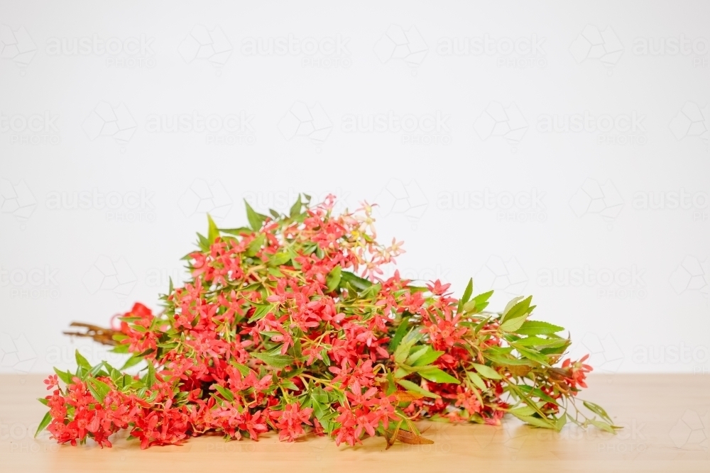 Australian Christmas Bush - Australian Stock Image