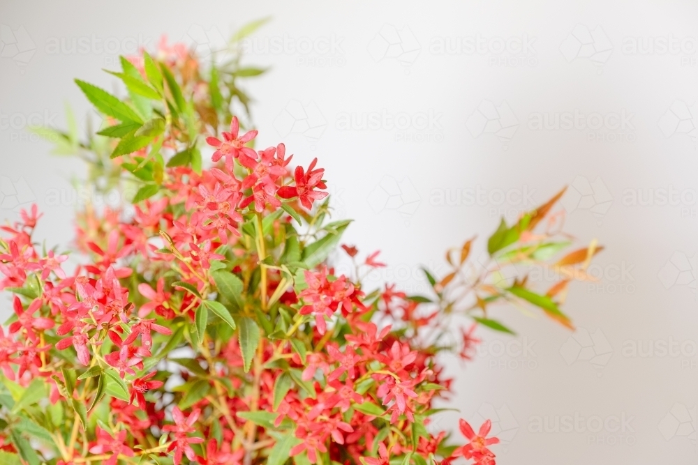 Australian Christmas Bush - Australian Stock Image