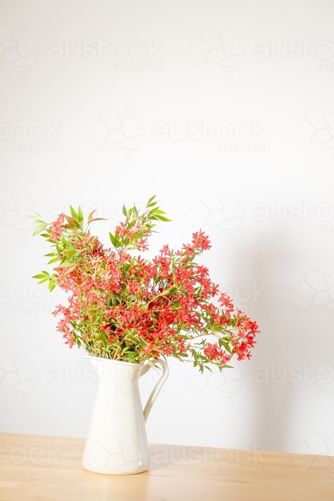Australian Christmas Bush - Australian Stock Image