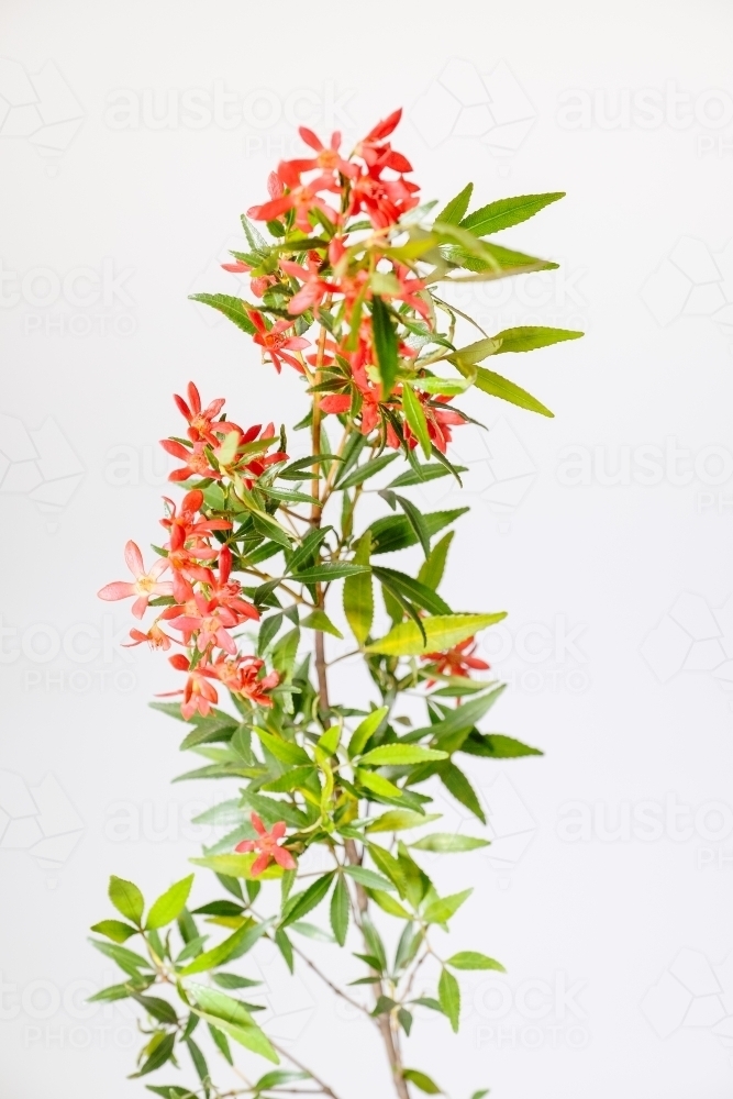 Australian Christmas Bush - Australian Stock Image