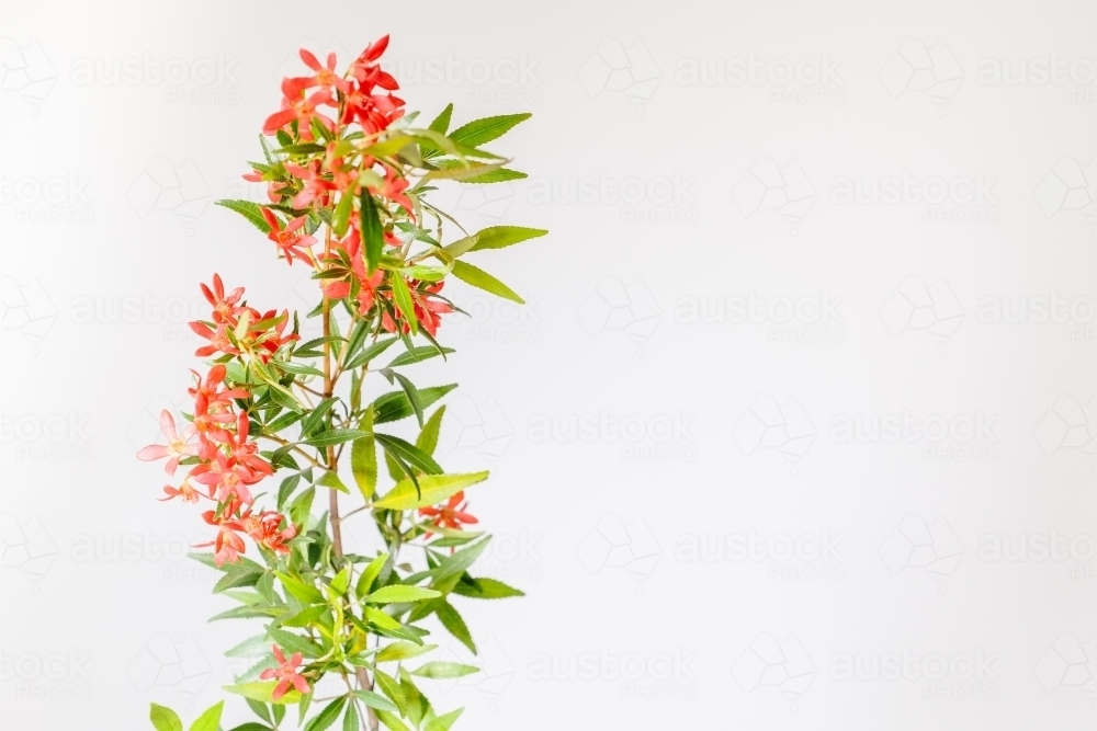 Australian Christmas Bush - Australian Stock Image