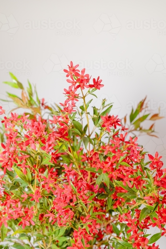 Australian Christmas Bush - Australian Stock Image