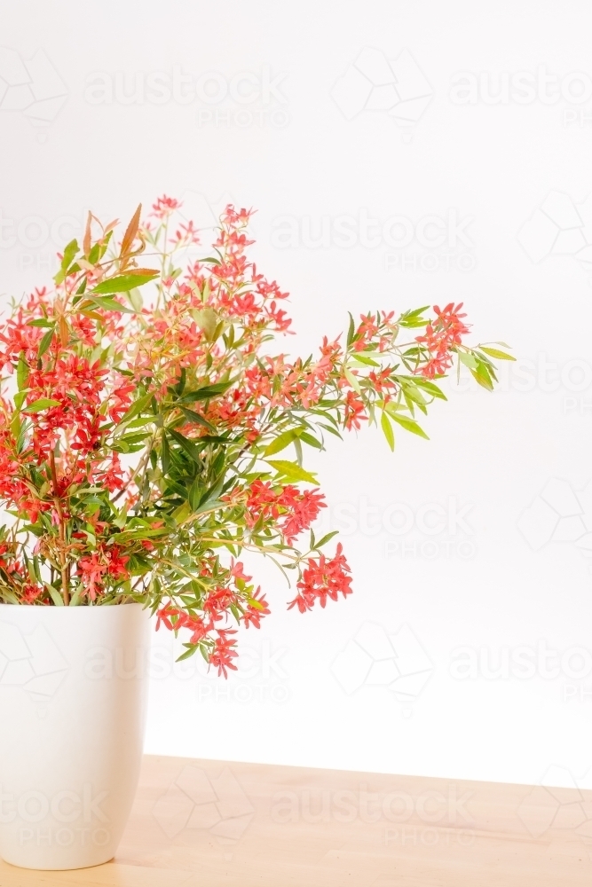 Australian Christmas Bush - Australian Stock Image