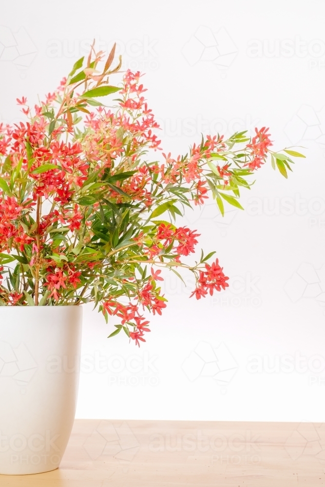 Australian Christmas Bush - Australian Stock Image