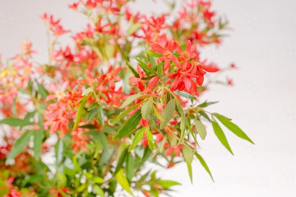 Australian Christmas Bush - Australian Stock Image