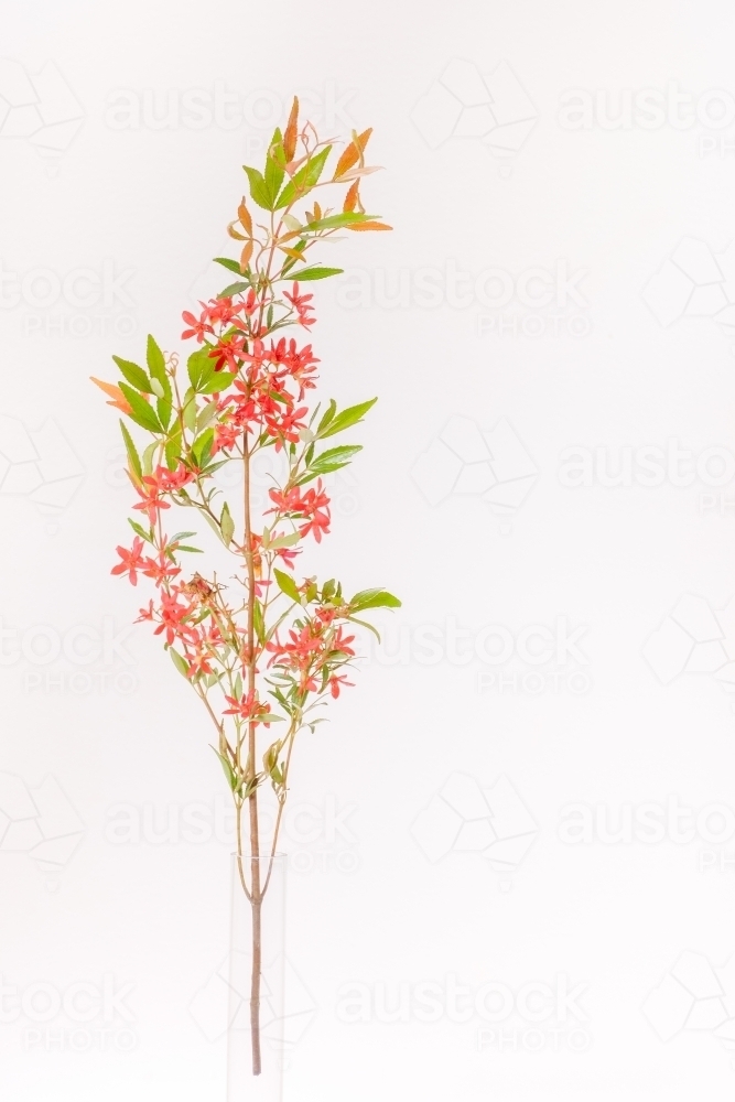 Australian Christmas Bush - Australian Stock Image