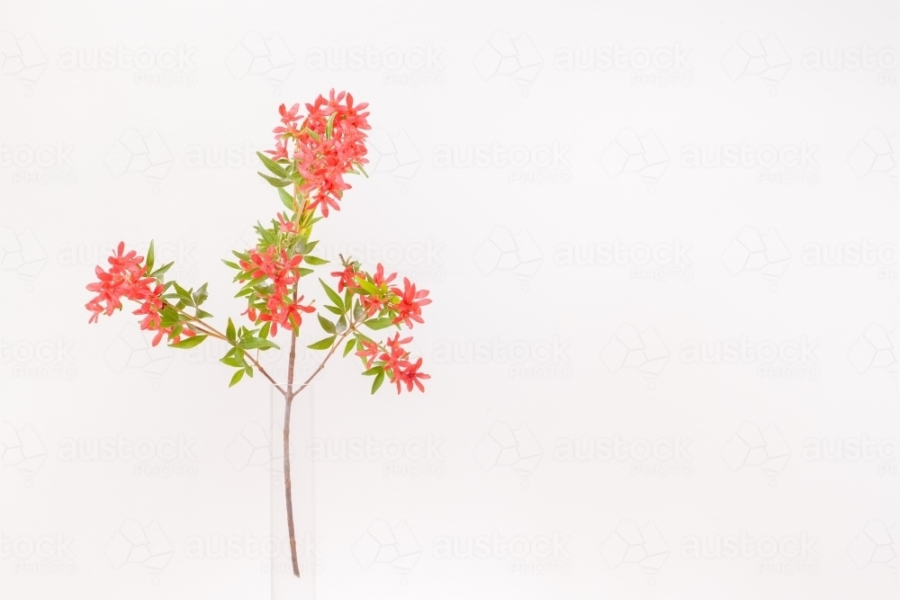 Australian Christmas Bush - Australian Stock Image