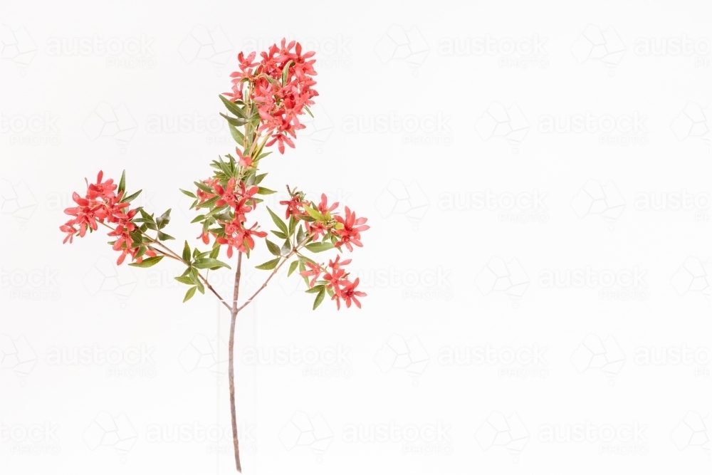 Australian Christmas Bush - Australian Stock Image