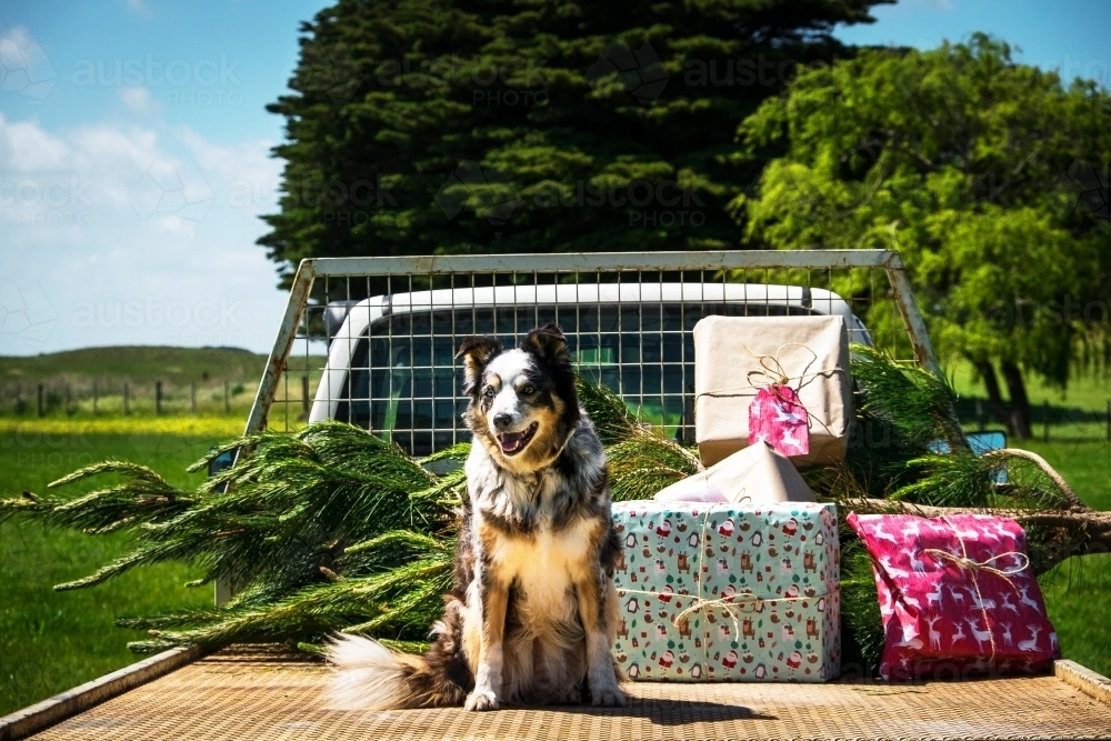 Australian country Christmas - Australian Stock Image