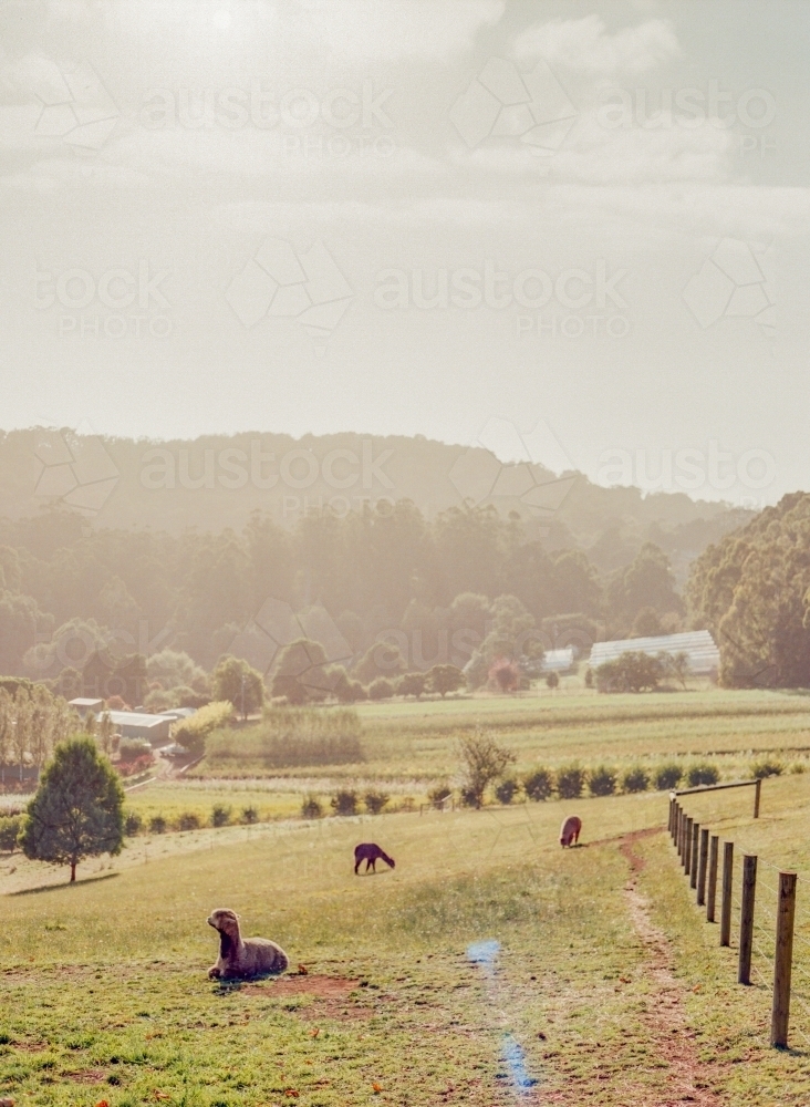 Australian countryside alpaca farm - Australian Stock Image