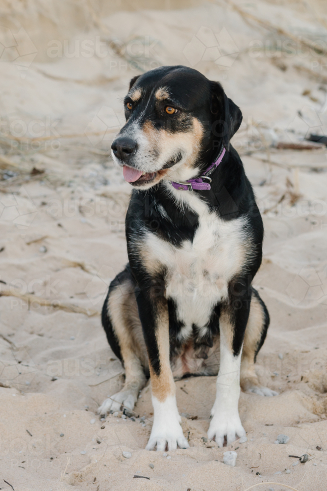 Australian Dog at beach - Australian Stock Image