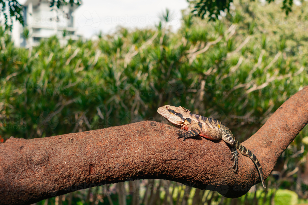 Australian Eastern Water Dragon sunning on a Tree Branch - Australian Stock Image