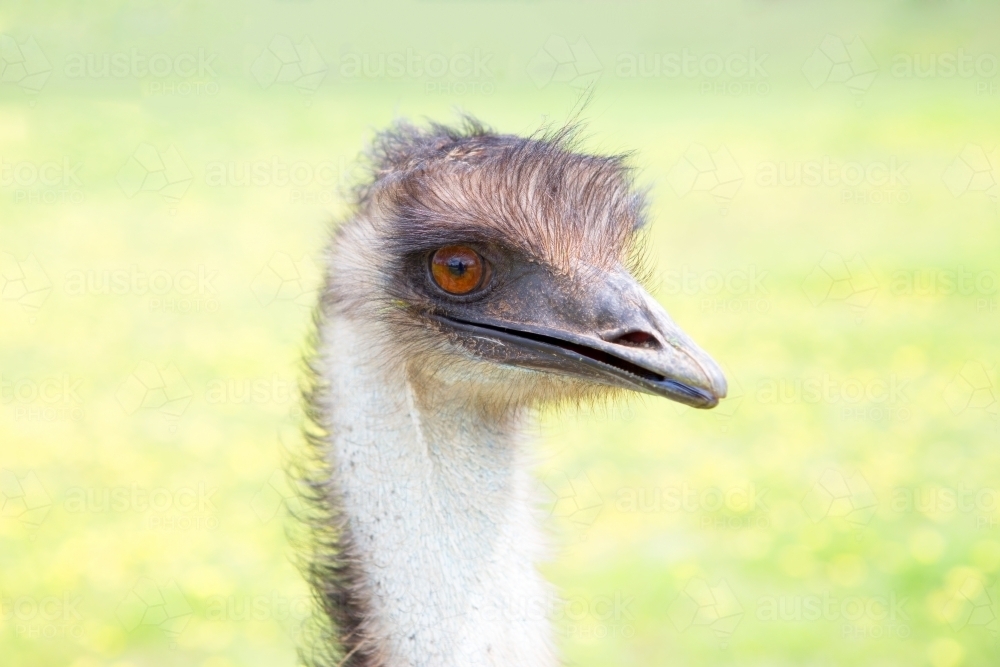 Australian emu a flightless bird and largest bird in Australia.  Dromaius novaehollandiae - Australian Stock Image