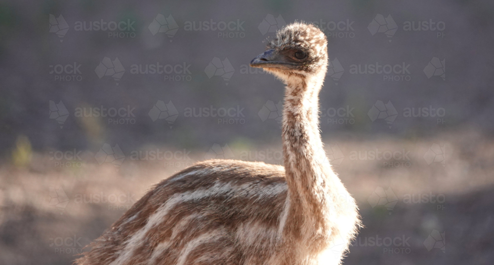 Australian Emu - Australian Stock Image