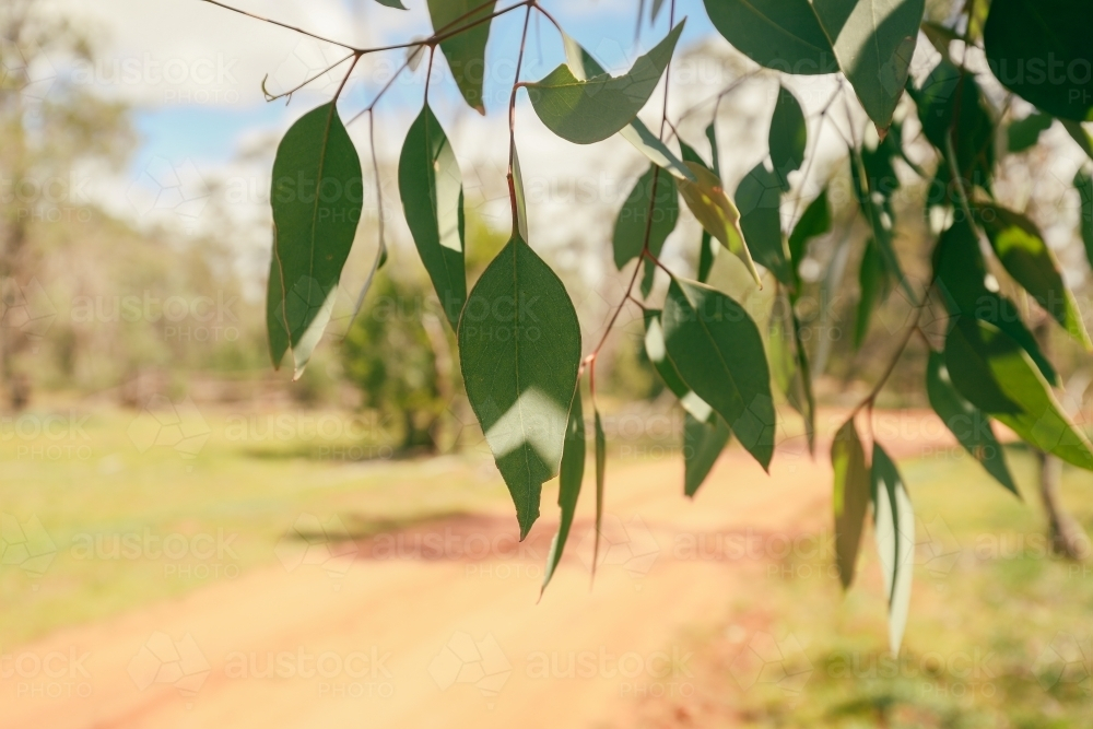 Australian eucalyptus gum tree leaves along dirt road with copy space - Australian Stock Image
