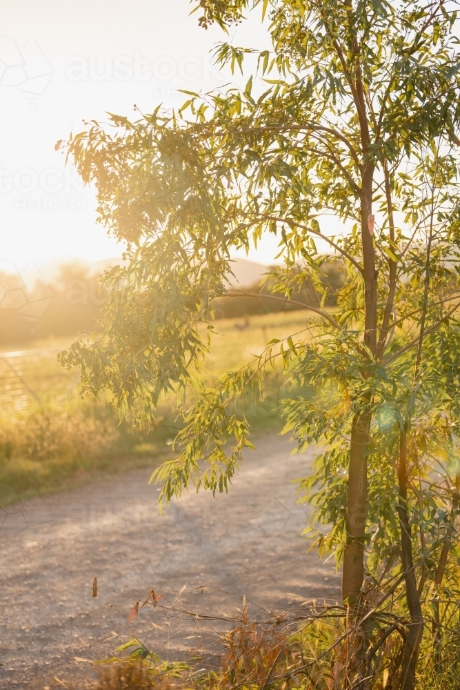 Australian eucalyptus gum tree leaves in golden afternoon light - Australian Stock Image