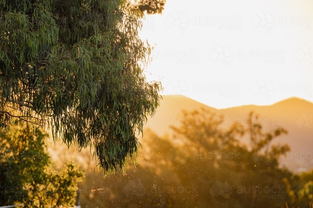 Australian eucalyptus gum tree leaves in golden afternoon light - Australian Stock Image