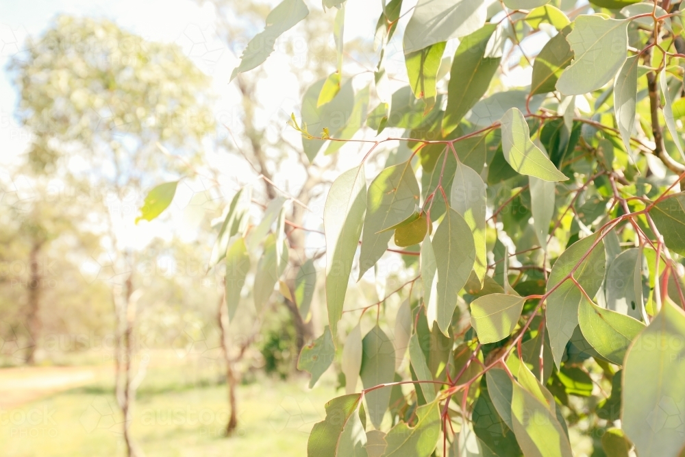 Australian eucalyptus gum tree leaves in golden afternoon light with copy space - Australian Stock Image