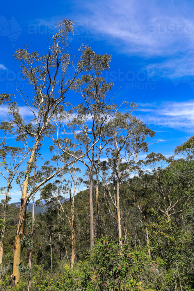 Australian eucalyptus gum trees extending upward toward a clear blue sky - Australian Stock Image