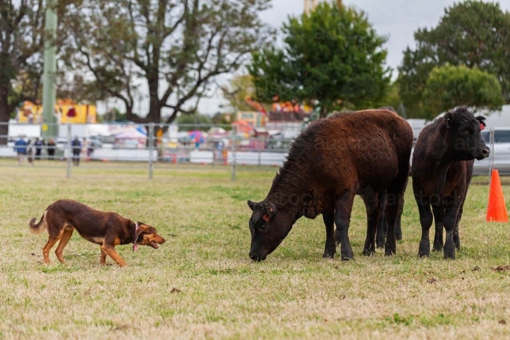 Australian farm dog facing off cattle at event during agricultural show - Australian Stock Image