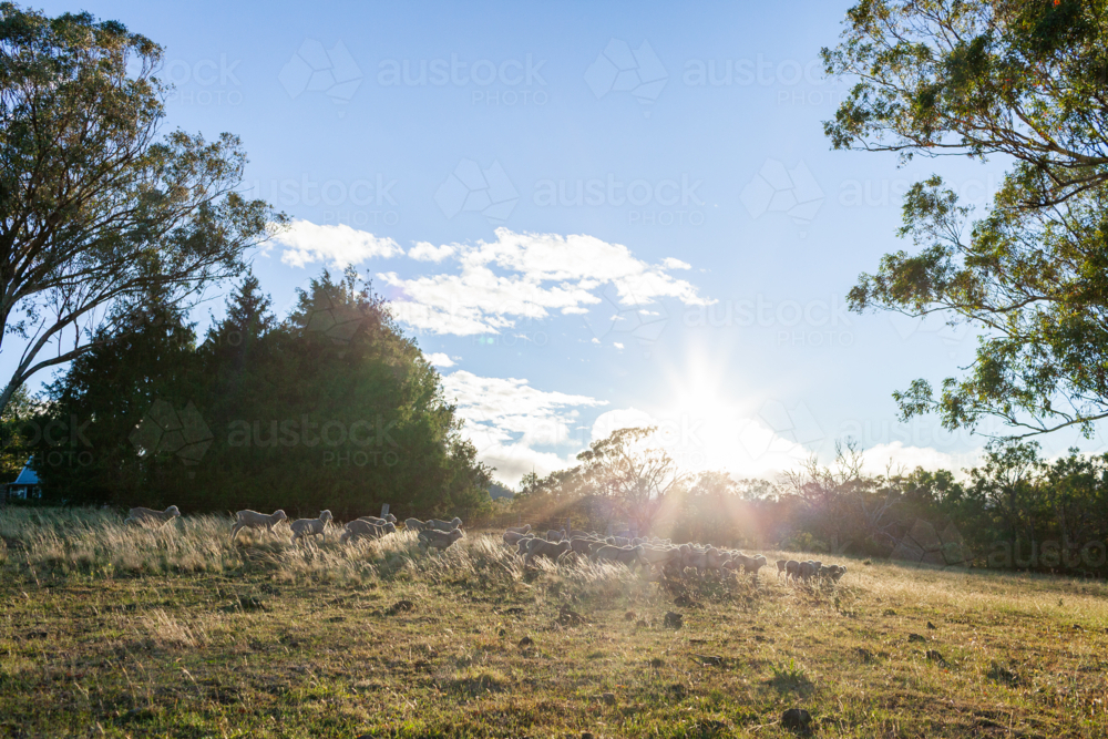 Australian farm scene of sheep flock in grassy paddock in morning light - Australian Stock Image