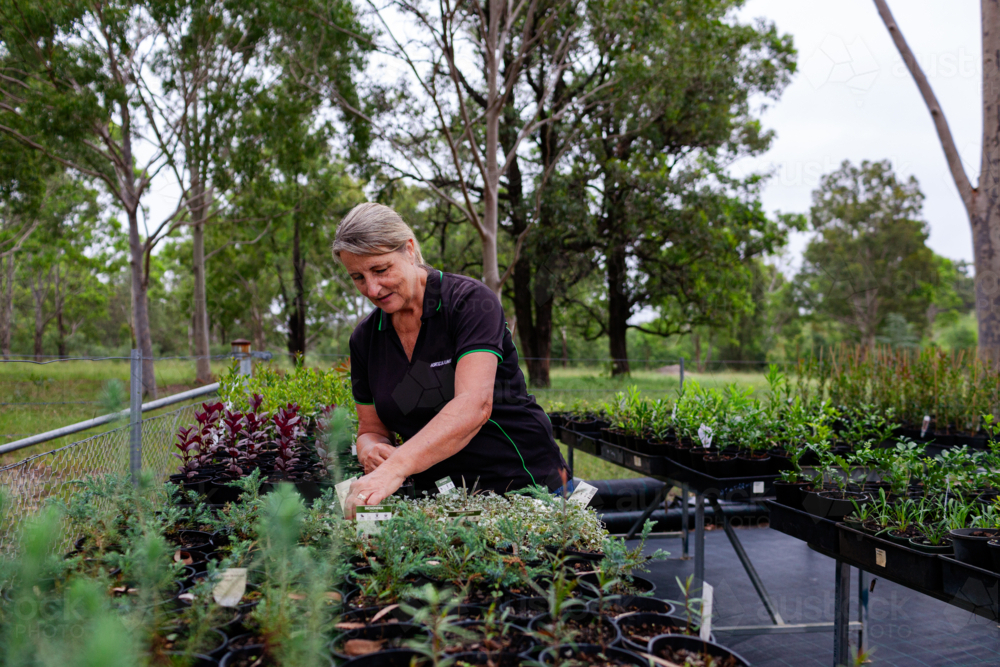 Australian female horticulturalist gardening in freshly potted seedling nursery garden - Australian Stock Image
