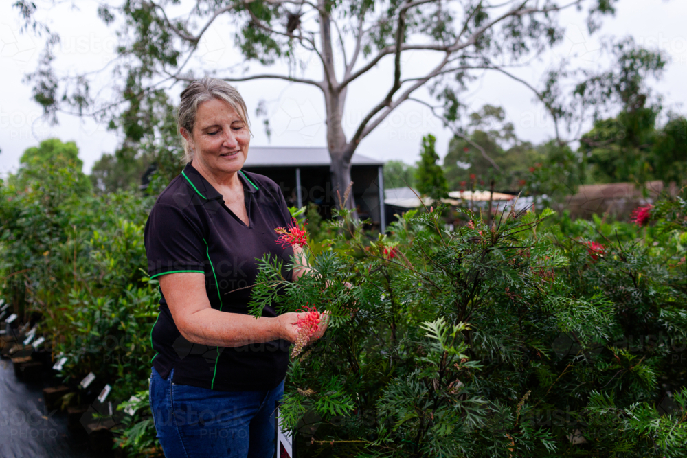 Australian female horticulturalist holding grevillea flower on native plant in nursery garden - Australian Stock Image