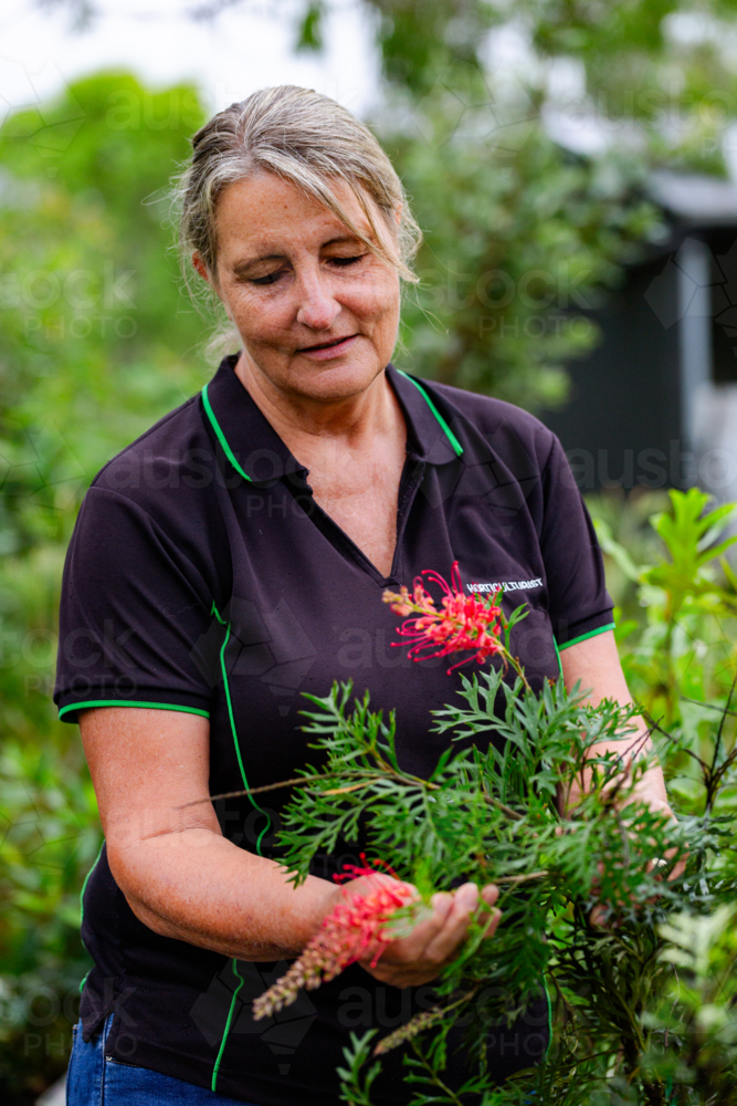 Australian female horticulturalist holding grevillea flower on native plant in nursery garden : Austockphoto Australian female horticulturalist holding grevillea flower on native plant in nursery garden - Australian Stock Image