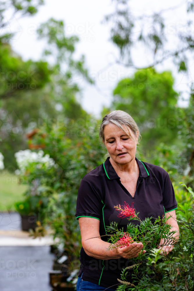 Australian female horticulturalist holding grevillea flower on native plant in nursery garden - Australian Stock Image