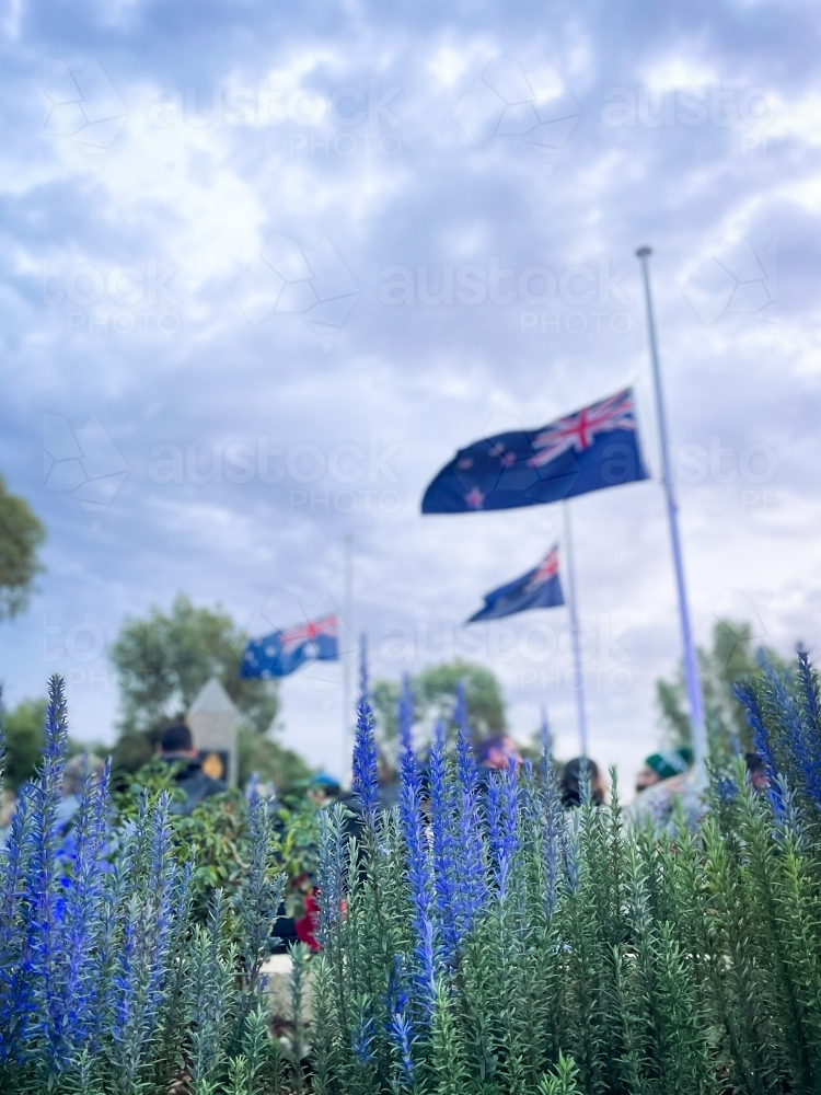 Australian flag flying at half mast with flowering lavender in foreground and overcast morning sky - Australian Stock Image