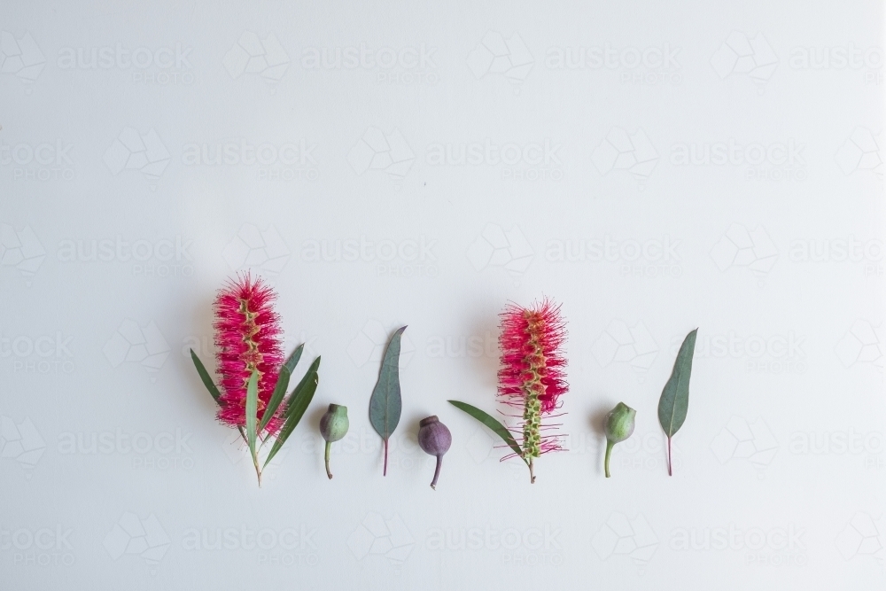 Australian flora flatlay - Australian Stock Image