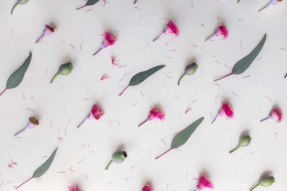 Australian flora flatlay - Australian Stock Image