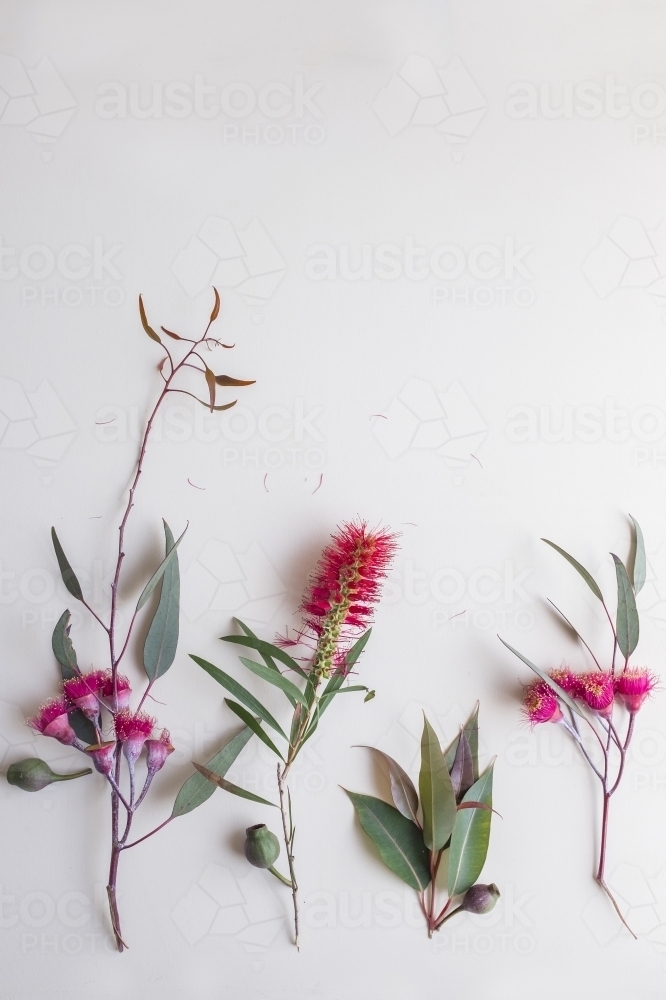 Australian flora flatlay - Australian Stock Image