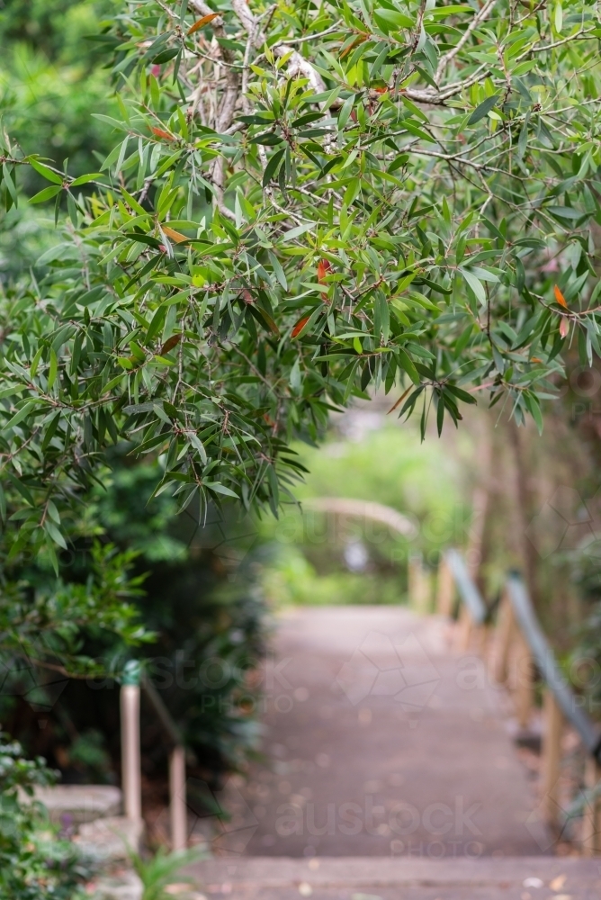 australian foliage and pathway - Australian Stock Image