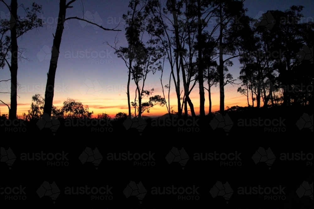 Australian forest silhouette at sunset - Australian Stock Image